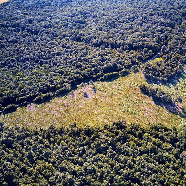 PORADA EVEN GREENER: 8,000 NEW PLANTS IN ITS FORESTS IN BURGUNDY, FRANCE